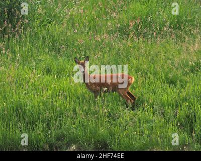 Wachsame, schüchterne Hirsche auf einer Hochlandwiese inmitten von blühendem, langem Gras Sommer - Perthshire, Schottland, Großbritannien Stockfoto
