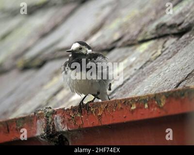 Pied Wagtail (die dunklere Unterart des Weißen Wagtails in Großbritannien) (Motacilla alba), die auf einer Dachrinne mit geflüpften Federn in Perthshire, Schottland, Stockfoto