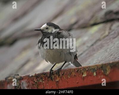 Pied Wagtail (die dunklere Unterart des Weißen Wagtails in Großbritannien) (Motacilla alba), die auf einer Dachrinne mit geflüpften Federn in Perthshire, Schottland, Stockfoto