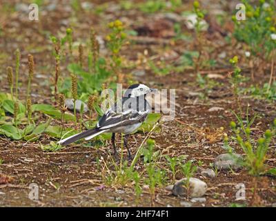 Der Riedschwanzschwanz (die dunklere Unterart des Weißen Wagschwanzes in Großbritannien) (Motacilla alba), der unter Unkräutern auf dem Boden nach Insekten wildet Perthshire, Schottland, Stockfoto