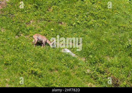 Steinbock auf der Benediktenwand (1, 801 m), Benediktbeuern, Oberbayern, Bayern, Deutschland Stockfoto
