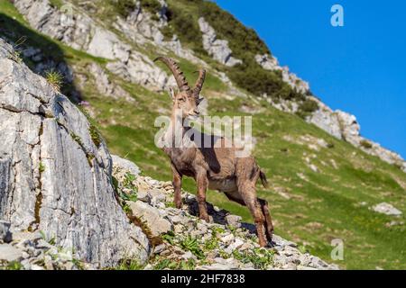 Steinbock auf der Benediktenwand (1, 801 m), Benediktbeuern, Oberbayern, Bayern, Deutschland Stockfoto