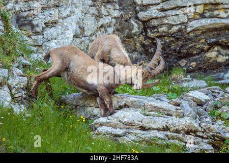 Steinbock auf der Benediktenwand (1, 801 m), Benediktbeuern, Oberbayern, Bayern, Deutschland Stockfoto