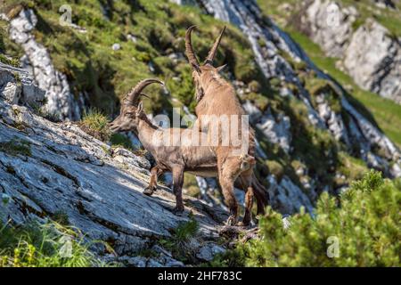 Steinbock auf der Benediktenwand (1, 801 m), Benediktbeuern, Oberbayern, Bayern, Deutschland Stockfoto