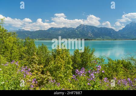 Forggensee vor den Ammergauer Alpen, Rieden am Forggensee, Allgäu, Bayern, Deutschland Stockfoto