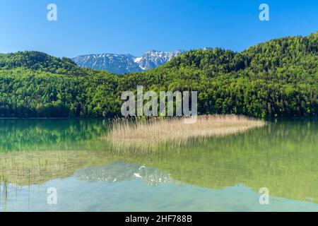 Weissensee bei Füssen vor den Tannheimer Bergen, Allgäu, Bayern, Deutschland Stockfoto