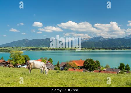 Blick über Dietringen und den Forggensee zu den Ammergauer Alpen, Rieden am Forggensee, Allgäu, Bayern, Deutschland Stockfoto