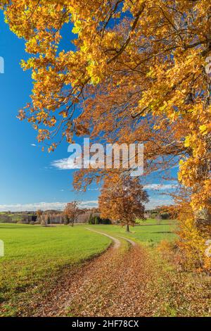 Eiche bei Habach, Oberbayern, Bayern, Deutschland Stockfoto