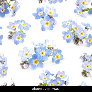 Schöne blaue Vergiss-mich-nots Blumen nahtlose Muster auf weißem Hintergrund. Florale Textur für Design, Textil und Hintergrund. Stockfoto