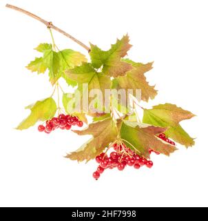 Viburnum Zweig isoliert auf weiß Stockfoto