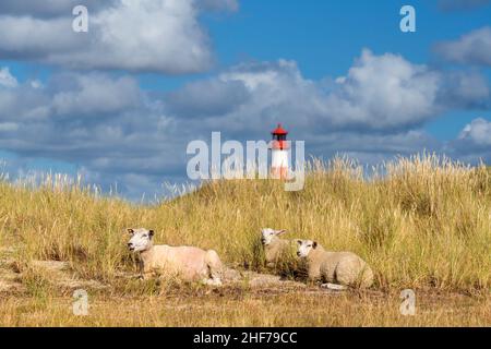 Schafe vor dem Leuchtturm List Ost auf Ellenbogen, Sylt Island, Schleswig-Holstein, Deutschland Stockfoto