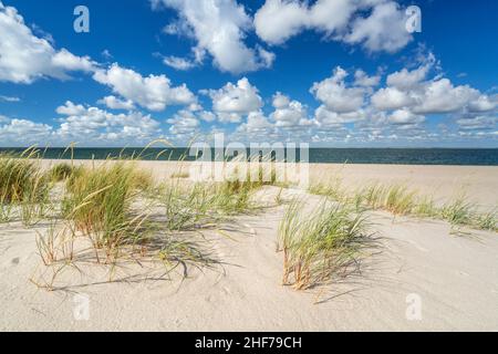 Dünen am Strand von Ellenbogen, List, Sylt Island, Schleswig-Holstein, Deutschland Stockfoto