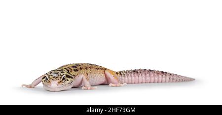 Schöne Mack Snow Eclipse farbige Eublepharis macularius oder Leopard Gecko, stehend Seitenwege. Isoliert auf weißem Hintergrund. Neben dem Kameramaran schauend Stockfoto