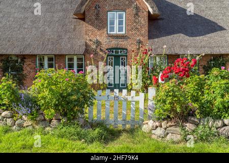 Friesisches Haus in Morsum, Insel Sylt, Schleswig-Holstein, Deutschland Stockfoto