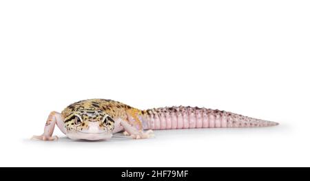 Schöne Mack Snow Eclipse farbige Eublepharis macularius oder Leopard Gecko, stehend Seitenwege. Isoliert auf weißem Hintergrund. Kopf drehte sich zum c Stockfoto