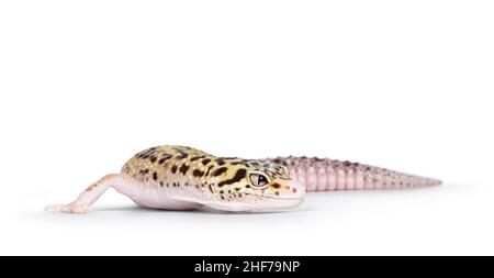 Schöne Mack Snow Eclipse farbige Eublepharis macularius oder Leopard Gecko, stehend Seitenwege. Isoliert auf weißem Hintergrund. Karosserie in Drehposition Stockfoto