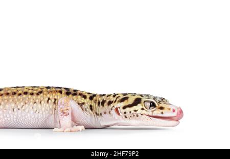 Kopfaufnahme des schönen Mack Snow Eclipse farbigen Eublepharis macularius oder Leopardengecko, seitlich stehend. Isoliert auf weißem Hintergrund. Suchen Stockfoto