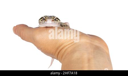 Schöner Mack Snow Eclipse gefärbter Eublepharis macularius oder Leopardengecko, der auf menschlicher Hand steht. Isoliert auf weißem Hintergrund. Geradlinig Stockfoto