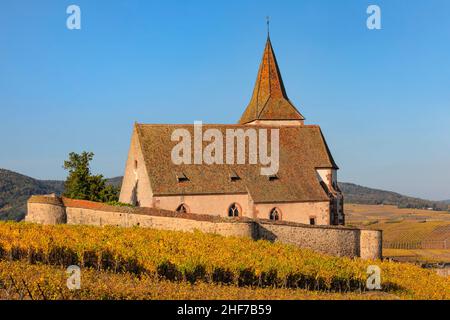Festungskirche St. Jacques, Hunawihr, Elsass Weinstraße, Grand Est, Frankreich Stockfoto