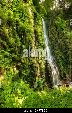 Burgbach-Wasserfall, Bad Rippoldsau-Schapbach, Schwarzwald, Baden-Württemberg, Deutschland Stockfoto