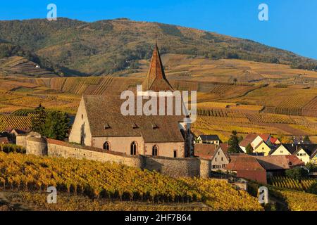 Festungskirche St. Jacques, Hunawihr, Elsass Weinstraße, Grand Est, Frankreich Stockfoto