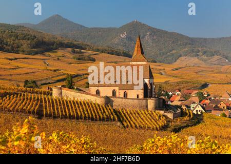 Weingärten im Herbst mit St. Jacques Wehrkirche, Hunawihr, Elsässische Weinstraße, Elsass, Grand Est, Frankreich Stockfoto