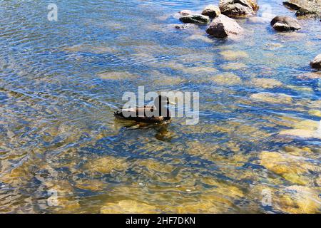 Eine einone Ente in einem flachen Teich. Stockfoto