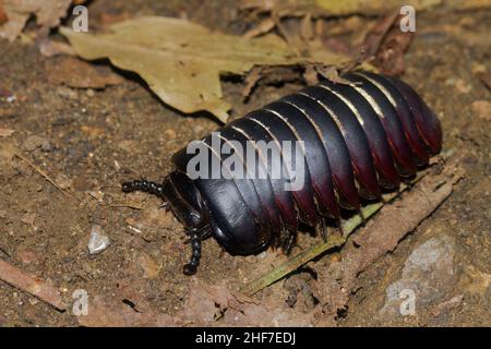 Giant Juggler, (Sphaerotheriida), Kinabalu National Park, Sabah, Borneo, Malaysia Stockfoto