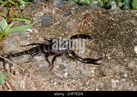 Juvenile schwarze Thai-Skorpion, (Heterometrus spinifer), Sepilok Nature Reserve, Sabah, Borneo, Malaysia Stockfoto