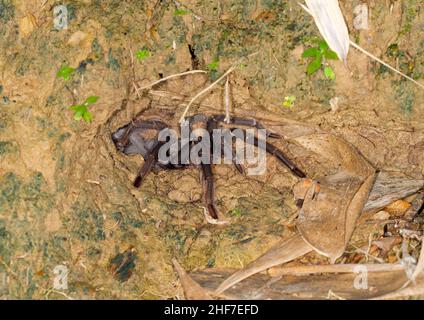 Tarantula (Ornithoctoninae sp. Borneo), Sabah, Borneo, Malaysia Stockfoto