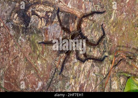 Riesenkrabbenspinne oder Huntsman-Spinne, (Sparassidae sp.), Sabah, Borneo, Malaysia Stockfoto