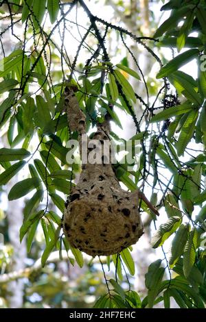 Hornissen brüten im Dschungel, (Vespa tropica), Kinabatangan-Fluss, Sabah, Borneo, Malaysia Stockfoto