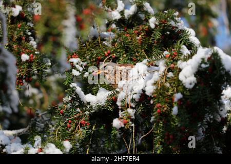 Feldfare (Turdus pilaris) frisst im Winter Eibenfrüchte (Taxus baccata) Stockfoto