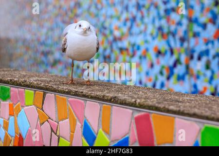 Düsseldorf, NRW, Deutschland. 14th Januar 2022. Eine Gruppe von frechen Schwarzmöwen (Chroicocephalus ridibundus) posieren einen Sturm um die Mosaikwand „Rivertime“ von Hermann-Josef Kuhna am Rheinufer in Düsseldorf, in der Hoffnung, die Aufmerksamkeit der Passanten zu erregen, die sie ernähren könnten. Die Möwen, in ihrem Wintergefieder ohne die dunkle Kopffärbung, warten bekanntlich oft auf einen günstigen Moment, um auf den übriggebliebenen Speisen und Snacks aus den nahe gelegenen Restaurants zu snacken. Kredit: Imageplotter/Alamy Live Nachrichten Stockfoto