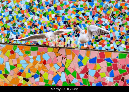 Düsseldorf, NRW, Deutschland. 14th Januar 2022. Eine Gruppe von frechen Schwarzmöwen (Chroicocephalus ridibundus) posieren einen Sturm um die Mosaikwand „Rivertime“ von Hermann-Josef Kuhna am Rheinufer in Düsseldorf, in der Hoffnung, die Aufmerksamkeit der Passanten zu erregen, die sie ernähren könnten. Die Möwen, in ihrem Wintergefieder ohne die dunkle Kopffärbung, warten bekanntlich oft auf einen günstigen Moment, um auf den übriggebliebenen Speisen und Snacks aus den nahe gelegenen Restaurants zu snacken. Kredit: Imageplotter/Alamy Live Nachrichten Stockfoto