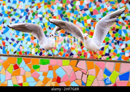 Düsseldorf, NRW, Deutschland. 14th Januar 2022. Eine Gruppe von frechen Schwarzmöwen (Chroicocephalus ridibundus) posieren einen Sturm um die Mosaikwand „Rivertime“ von Hermann-Josef Kuhna am Rheinufer in Düsseldorf, in der Hoffnung, die Aufmerksamkeit der Passanten zu erregen, die sie ernähren könnten. Die Möwen, in ihrem Wintergefieder ohne die dunkle Kopffärbung, warten bekanntlich oft auf einen günstigen Moment, um auf den übriggebliebenen Speisen und Snacks aus den nahe gelegenen Restaurants zu snacken. Kredit: Imageplotter/Alamy Live Nachrichten Stockfoto