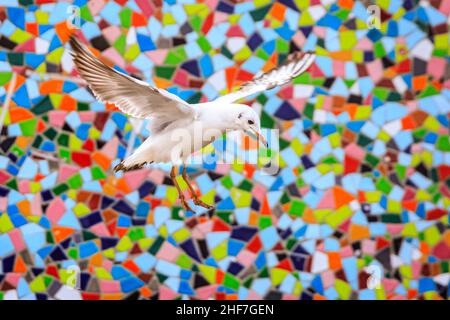 Düsseldorf, NRW, Deutschland. 14th Januar 2022. Eine Gruppe von frechen Schwarzmöwen (Chroicocephalus ridibundus) posieren einen Sturm um die Mosaikwand „Rivertime“ von Hermann-Josef Kuhna am Rheinufer in Düsseldorf, in der Hoffnung, die Aufmerksamkeit der Passanten zu erregen, die sie ernähren könnten. Die Möwen, in ihrem Wintergefieder ohne die dunkle Kopffärbung, warten bekanntlich oft auf einen günstigen Moment, um auf den übriggebliebenen Speisen und Snacks aus den nahe gelegenen Restaurants zu snacken. Kredit: Imageplotter/Alamy Live Nachrichten Stockfoto