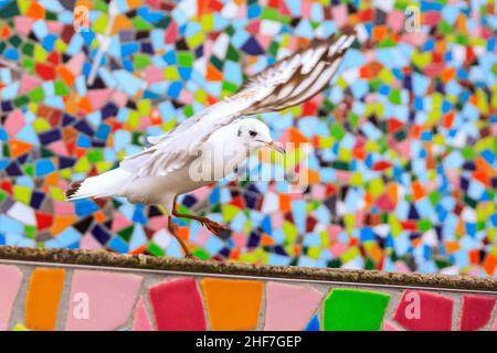 Düsseldorf, NRW, Deutschland. 14th Januar 2022. Eine Gruppe von frechen Schwarzmöwen (Chroicocephalus ridibundus) posieren einen Sturm um die Mosaikwand „Rivertime“ von Hermann-Josef Kuhna am Rheinufer in Düsseldorf, in der Hoffnung, die Aufmerksamkeit der Passanten zu erregen, die sie ernähren könnten. Die Möwen, in ihrem Wintergefieder ohne die dunkle Kopffärbung, warten bekanntlich oft auf einen günstigen Moment, um auf den übriggebliebenen Speisen und Snacks aus den nahe gelegenen Restaurants zu snacken. Kredit: Imageplotter/Alamy Live Nachrichten Stockfoto