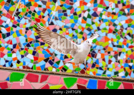 Düsseldorf, NRW, Deutschland. 14th Januar 2022. Eine Gruppe von frechen Schwarzmöwen (Chroicocephalus ridibundus) posieren einen Sturm um die Mosaikwand „Rivertime“ von Hermann-Josef Kuhna am Rheinufer in Düsseldorf, in der Hoffnung, die Aufmerksamkeit der Passanten zu erregen, die sie ernähren könnten. Die Möwen, in ihrem Wintergefieder ohne die dunkle Kopffärbung, warten bekanntlich oft auf einen günstigen Moment, um auf den übriggebliebenen Speisen und Snacks aus den nahe gelegenen Restaurants zu snacken. Kredit: Imageplotter/Alamy Live Nachrichten Stockfoto