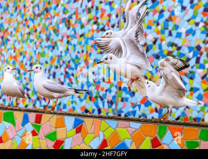 Düsseldorf, NRW, Deutschland. 14th Januar 2022. Eine Gruppe von frechen Schwarzmöwen (Chroicocephalus ridibundus) posieren einen Sturm um die Mosaikwand „Rivertime“ von Hermann-Josef Kuhna am Rheinufer in Düsseldorf, in der Hoffnung, die Aufmerksamkeit der Passanten zu erregen, die sie ernähren könnten. Die Möwen, in ihrem Wintergefieder ohne die dunkle Kopffärbung, warten bekanntlich oft auf einen günstigen Moment, um auf den übriggebliebenen Speisen und Snacks aus den nahe gelegenen Restaurants zu snacken. Kredit: Imageplotter/Alamy Live Nachrichten Stockfoto