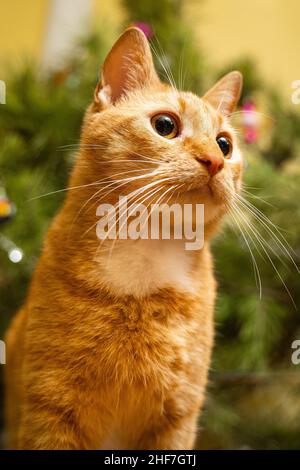 Happy Ginger Katze sitzt auf karierten unter dem Weihnachtsbaum mit festlichen Dekorationen am Silvesterabend. Ein Haustier genießt es unter Kiefern zu Hause auf der Tagesdecke Stockfoto