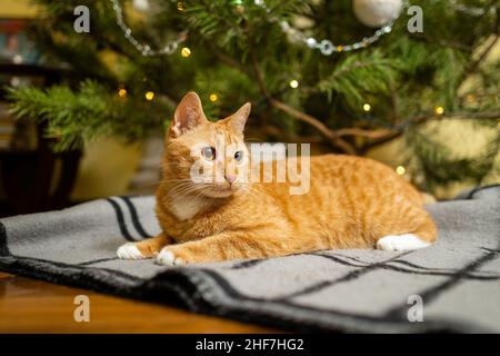 Happy Ginger Katze sitzt auf karierten unter dem Weihnachtsbaum mit festlichen Dekorationen am Silvesterabend. Ein Haustier genießt es unter Kiefern zu Hause auf der Tagesdecke Stockfoto