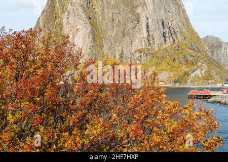 Norwegen, Lofoten, Toppøya Rastplatz, Blick auf Hamnøy, Vogelbeeren Stockfoto