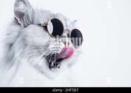 Porträt einer lustigen grauen Katze in Sonnenbrille, die seine Nase auf weißem Hintergrund mit Kopierraum leckt Stockfoto