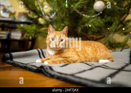 Happy Ginger Katze sitzt auf karierten unter dem Weihnachtsbaum mit festlichen Dekorationen am Silvesterabend. Ein Haustier genießt es unter Kiefern zu Hause auf der Tagesdecke Stockfoto