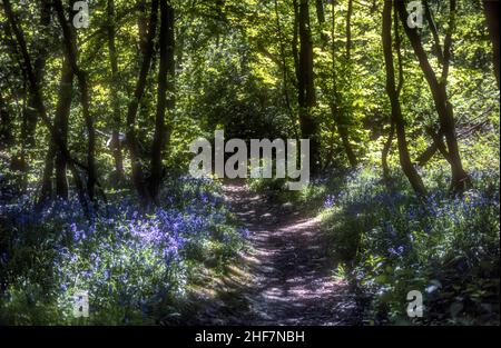 Bluebells, Hyacinthoides non-scripta, wächst neben einem Fußweg in East Blean Woods, Kent. Stockfoto