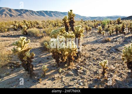 Schöner Cholla Cactus Garden im Joshua Tree Nationalpark in der Nachmittagssonne Stockfoto