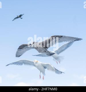 Norwegen, Nordland, Lofoten, Heringsmöwen (Larus argentatus) Stockfoto