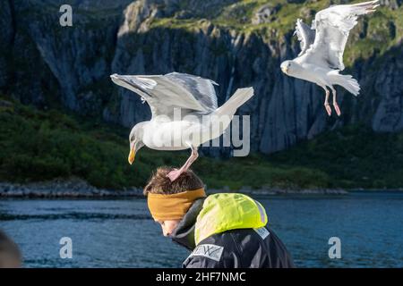 Norwegen, Nordland, Lofoten, Heringsmöwen (Larus argentatus) Stockfoto