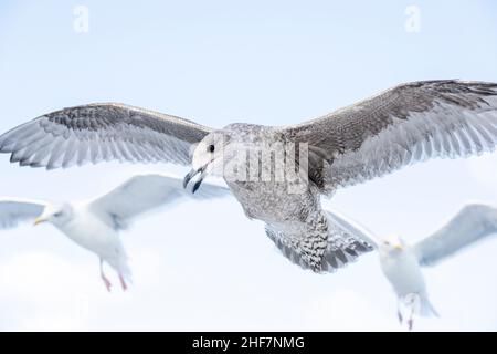 Norwegen, Nordland, Lofoten, Heringsmöwen (Larus argentatus) Stockfoto